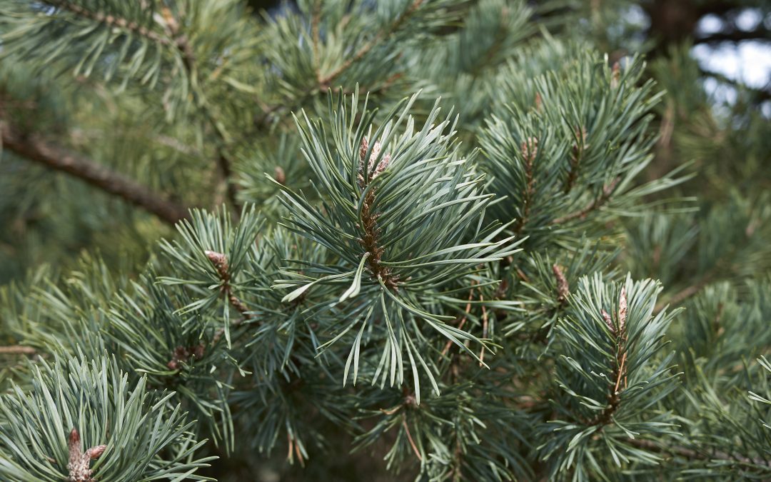 Kraft der Bäume: Waldkiefer/Kiefernadel (Pinus sylvestris)