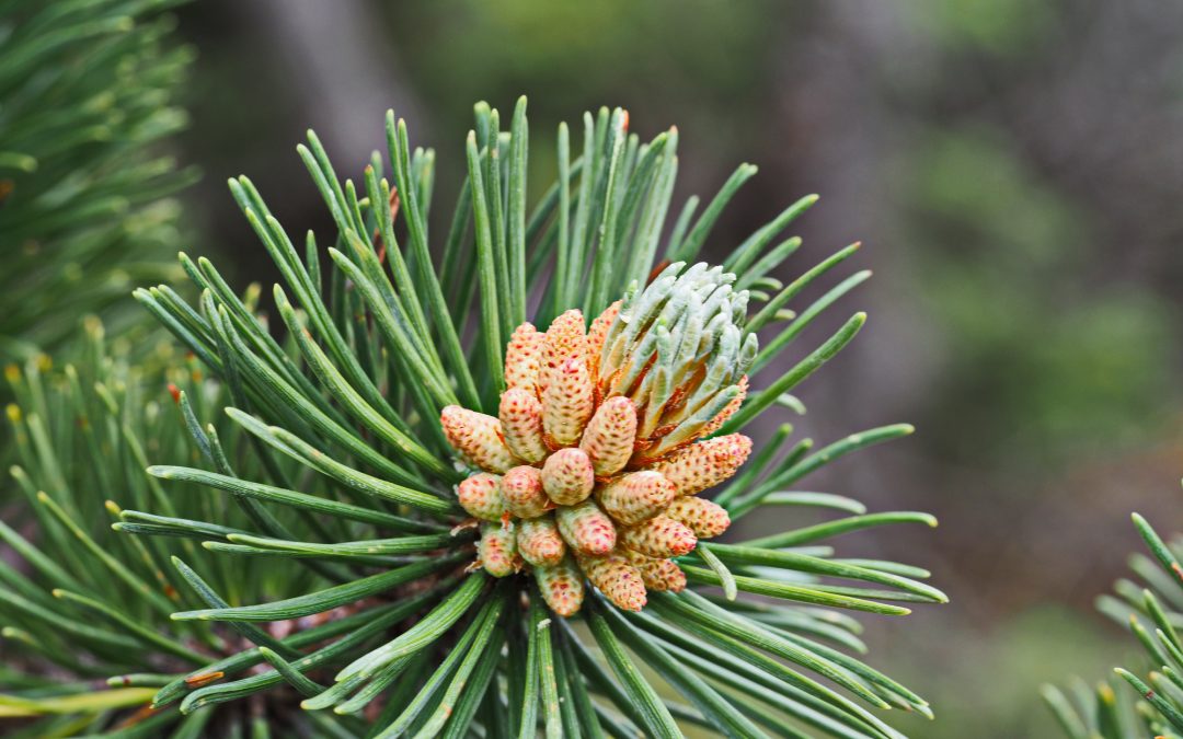 Kraft der Bäume: Zirbelkiefer (Pinus cembra)