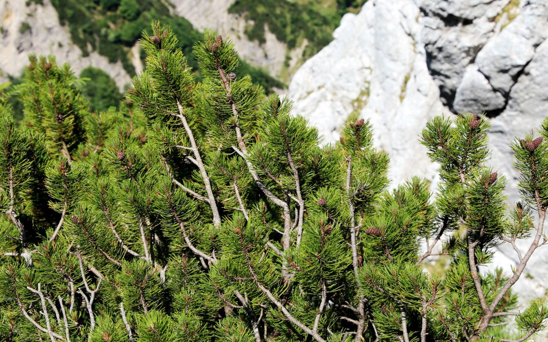 Kraft der Bäume: Latschenkiefer (Pinus mugo)
