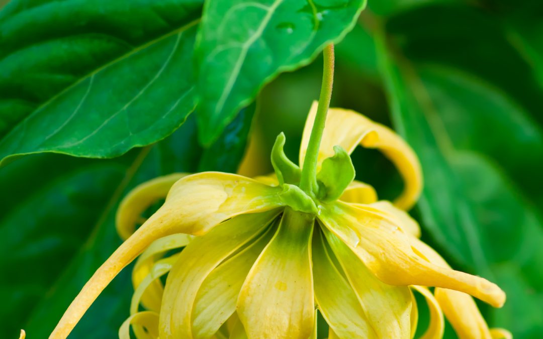 Ylang Ylang - Blume ätherisches Öl